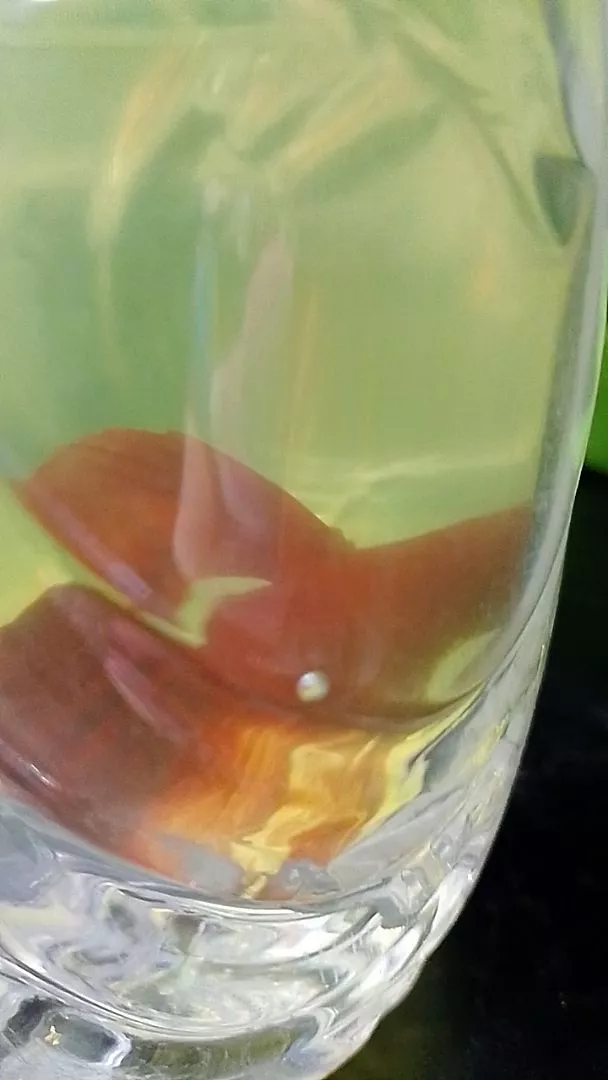 Foto customer Spectra Betta menerima pesanan ikan cupang