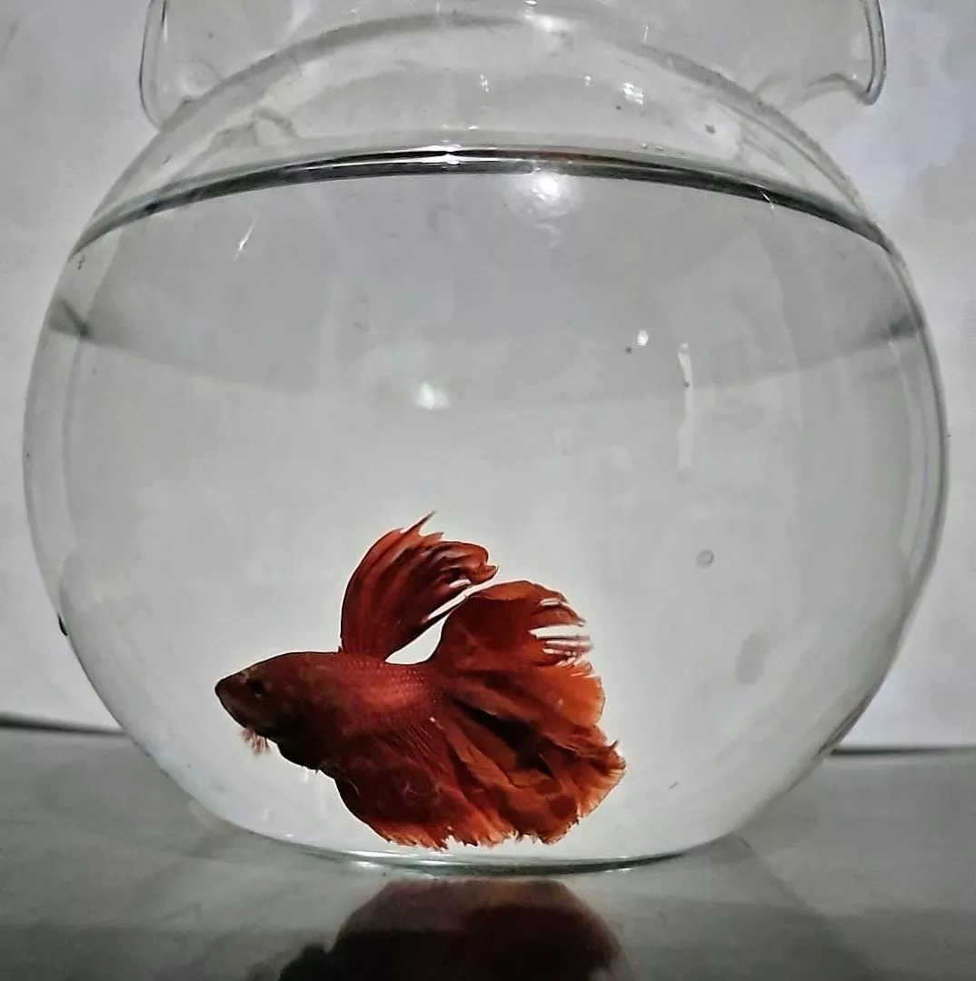 Foto customer Spectra Betta menerima pesanan ikan cupang
