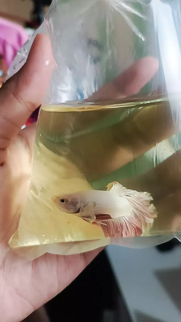 Foto customer Spectra Betta menerima pesanan ikan cupang