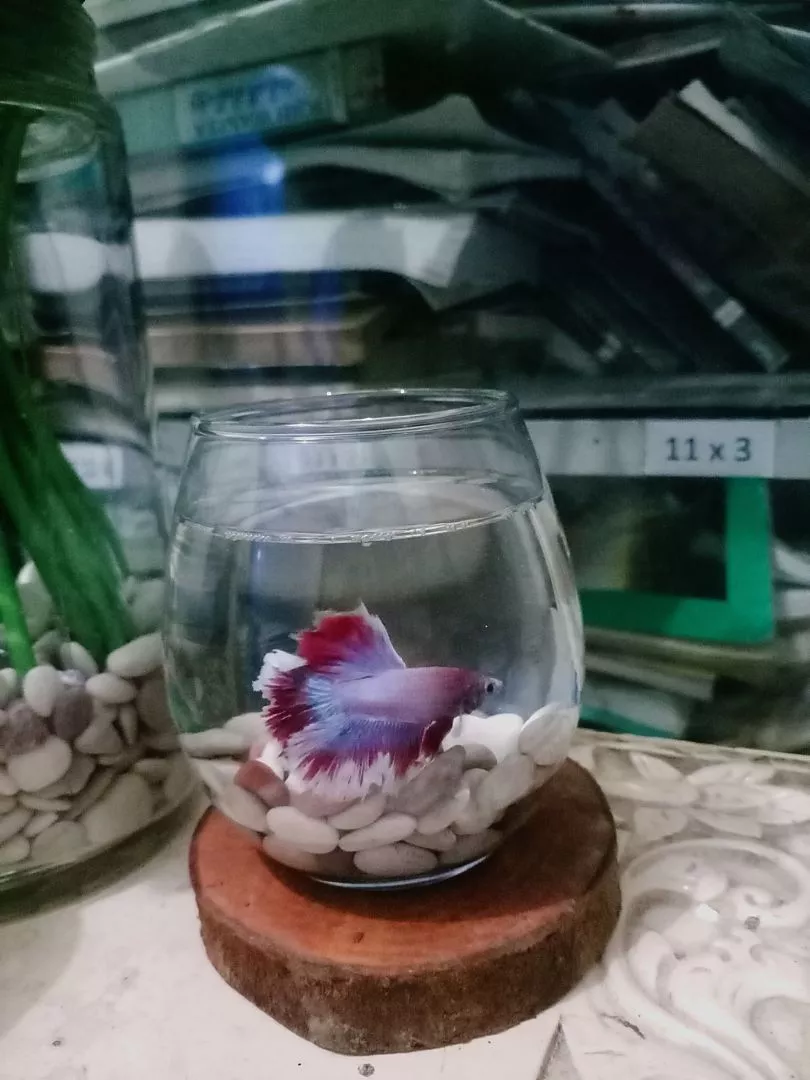 Foto customer Spectra Betta menerima pesanan ikan cupang