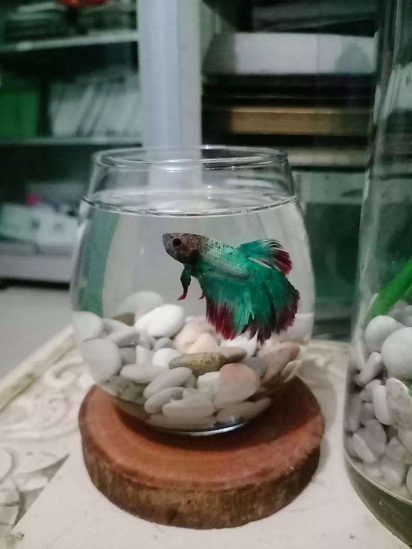 Foto customer Spectra Betta menerima pesanan ikan cupang