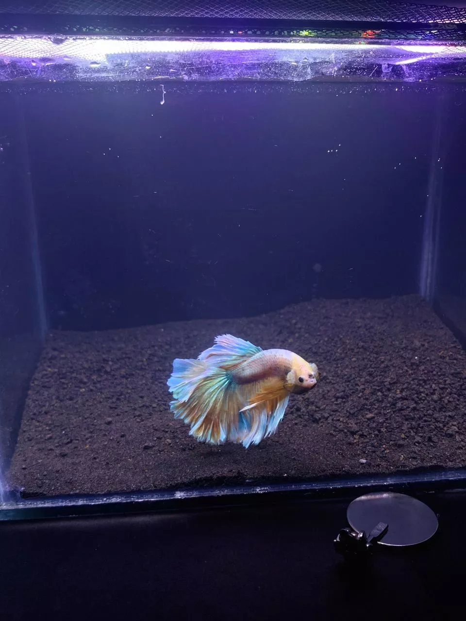 Foto customer Spectra Betta menerima pesanan ikan cupang
