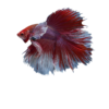 1 HALFMOON DUMBO