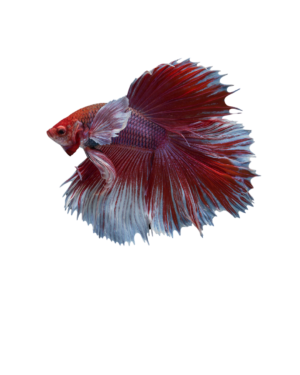 HALFMOON DUMBO