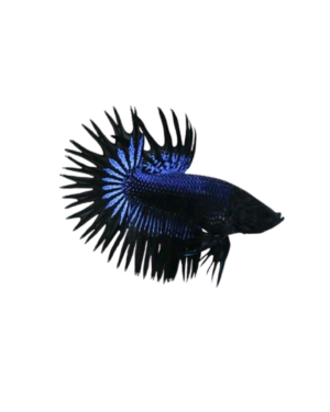 CROWNTAIL BLACK ORCHID MALE