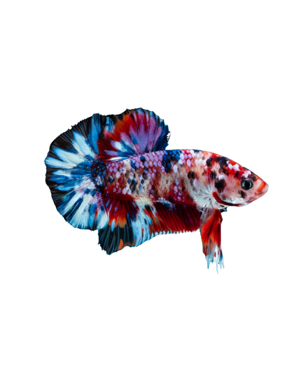 3 PLAKAT MULTICOLOUR