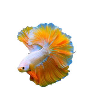 HALFMOON YELLOW