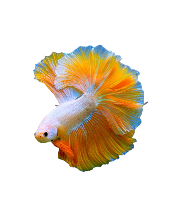 4 HALFMOON YELLOW