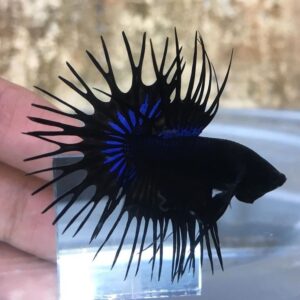 CROWNTAIL BLACK ORCHID MALE