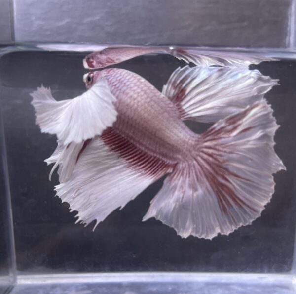 IMG_2687 (1) Halfmoon Dumbo Ear Lavender | XL | Male