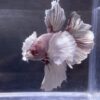 IMG_2690 (1) Halfmoon Dumbo Ear Lavender | XL | Male
