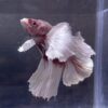 IMG_2691 Halfmoon Dumbo Ear Lavender | XL | Male