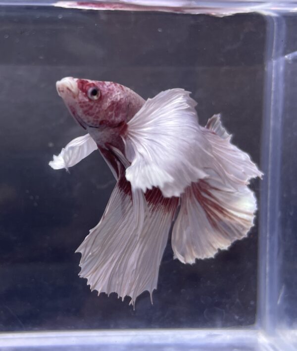 IMG_2691 Halfmoon Dumbo Ear Lavender | XL | Male