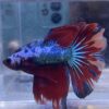 IMG_2702 Halfmoon Multicolour | L | Male