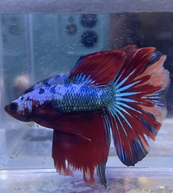 IMG_2702 Halfmoon Multicolour | L | Male
