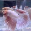 IMG_2717 Halfmoon Pink | L | Male