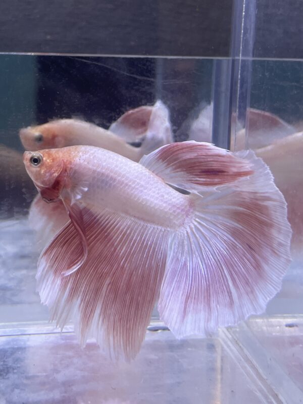 IMG_2717 Halfmoon Pink | L | Male
