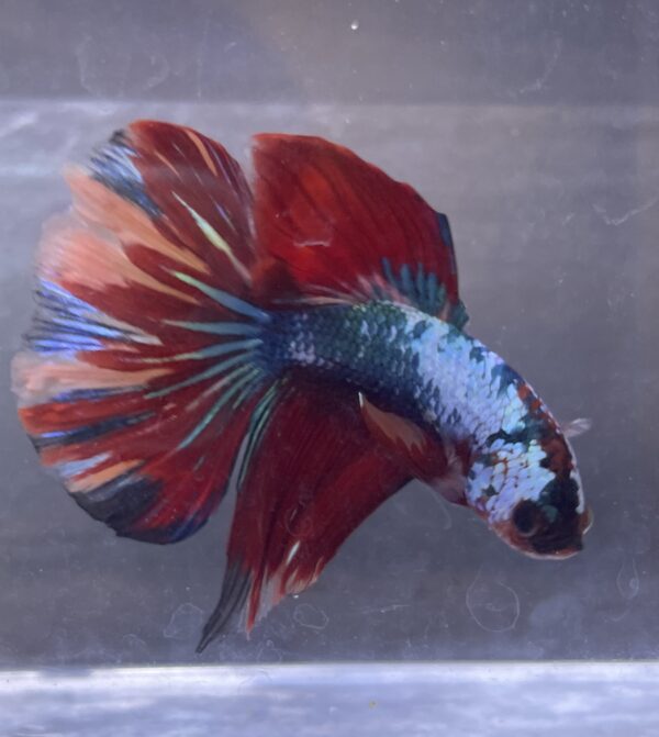 IMG_2740 Halfmoon Multicolour | L | Male
