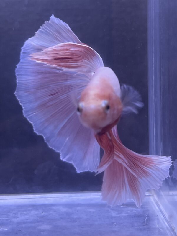 IMG_2747 (1) Halfmoon Pink | L | Male