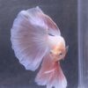 IMG_2750 Halfmoon Pink | L | Male