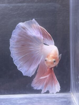 IMG_2750 Halfmoon Pink | L | Male