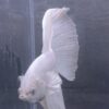 IMG_2765 Halfmoon White Platinum | L | Male