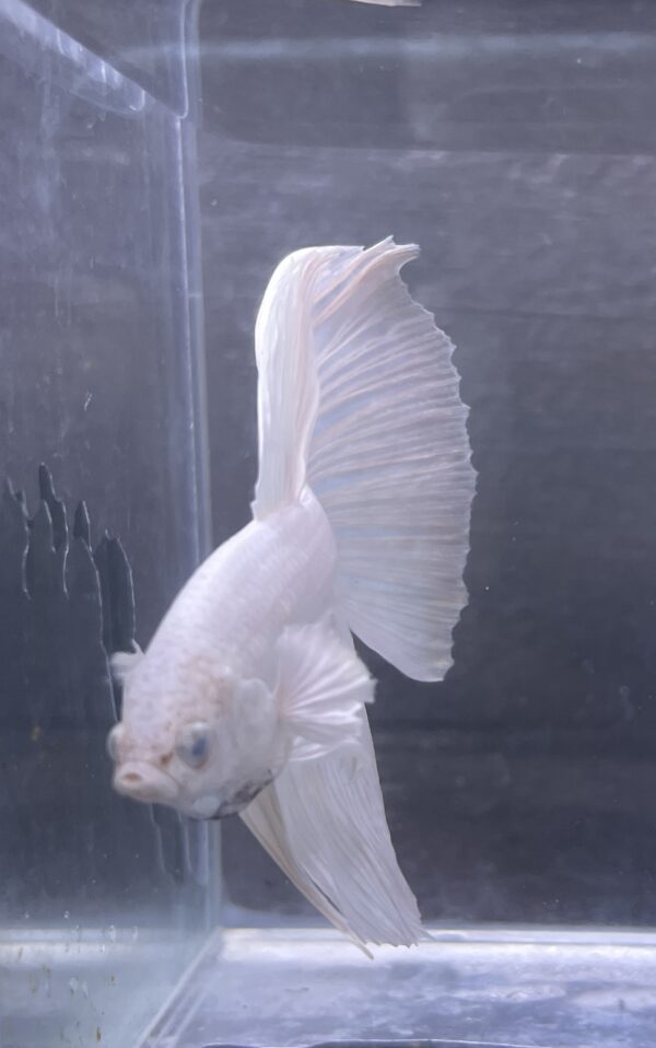 IMG_2765 Halfmoon White Platinum | L | Male