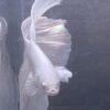 IMG_2767 Halfmoon White Platinum | L | Male