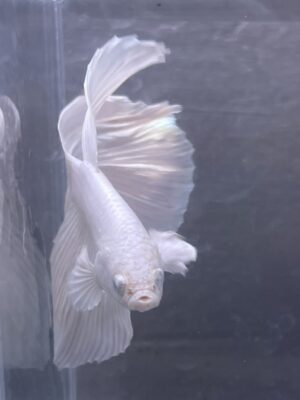 IMG_2767 Halfmoon White Platinum | L | Male