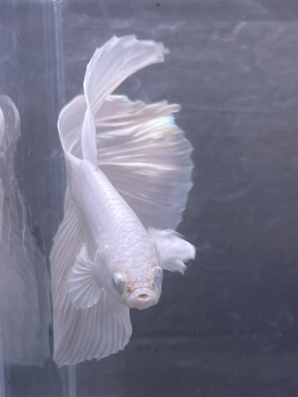 IMG_2767 Halfmoon White Platinum | L | Male