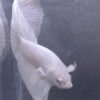 IMG_2768 Halfmoon White Platinum | L | Male