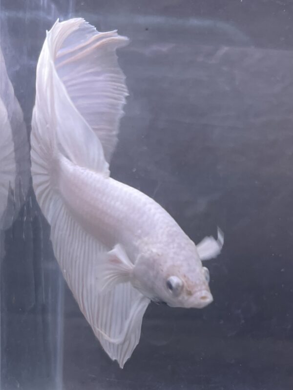 IMG_2768 Halfmoon White Platinum | L | Male