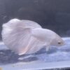 IMG_2772 Halfmoon White Platinum | L | Male
