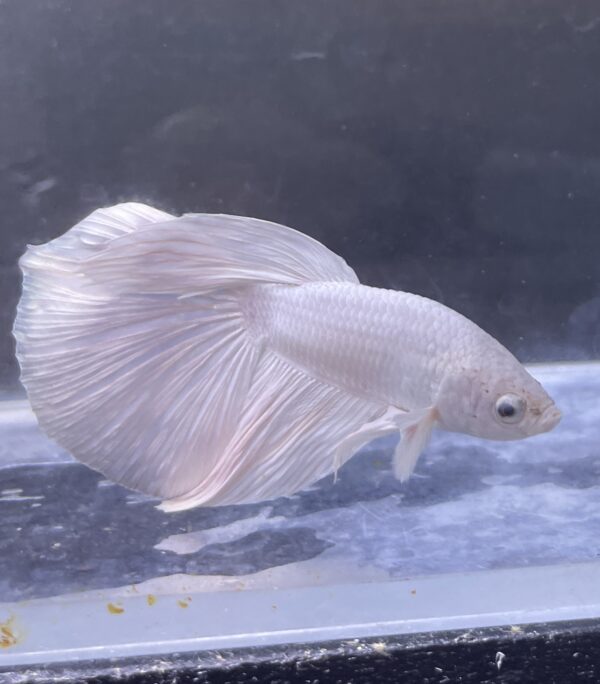 IMG_2772 Halfmoon White Platinum | L | Male