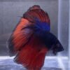 IMG_2805 (1) Halfmoon Blue Vampire | XL | Male
