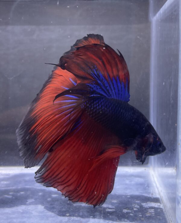 IMG_2805 (1) Halfmoon Blue Vampire | XL | Male