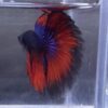IMG_2806 (1) Halfmoon Blue Vampire | XL | Male