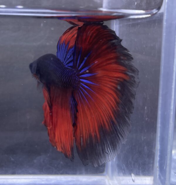 IMG_2806 (1) Halfmoon Blue Vampire | XL | Male
