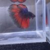 IMG_2808 Halfmoon Blue Vampire | XL | Male