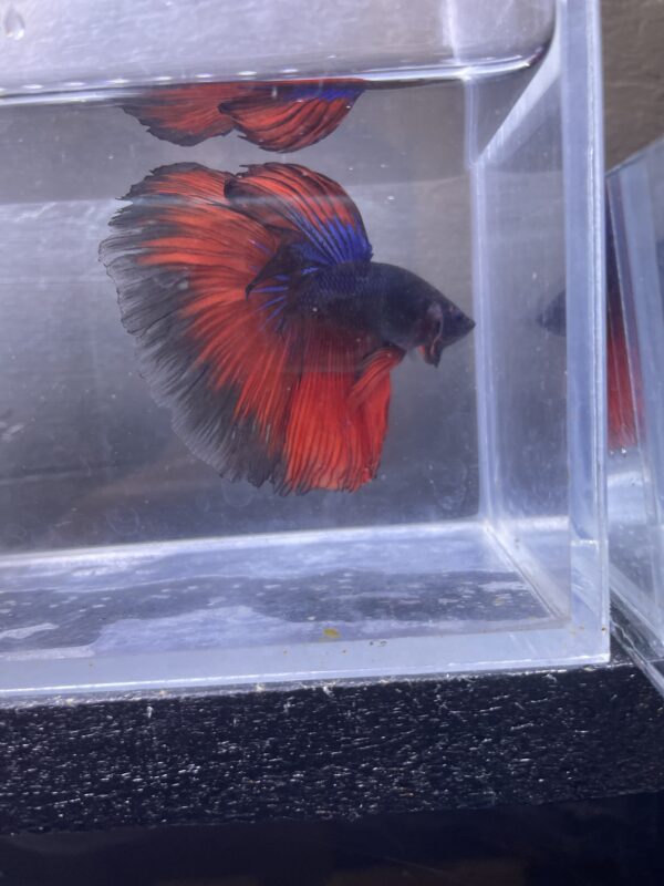 IMG_2808 Halfmoon Blue Vampire | XL | Male