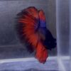 IMG_2817 (2) Halfmoon Blue Vampire | XL | Male