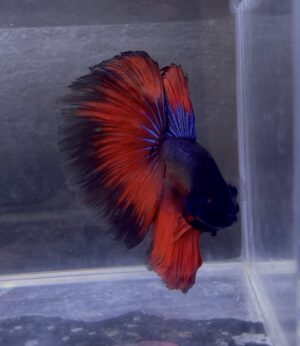 IMG_2817 (2) Halfmoon Blue Vampire | XL | Male