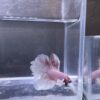 IMG_2835 Halfmoon Dumbo Ear Soft Pink | L | Male