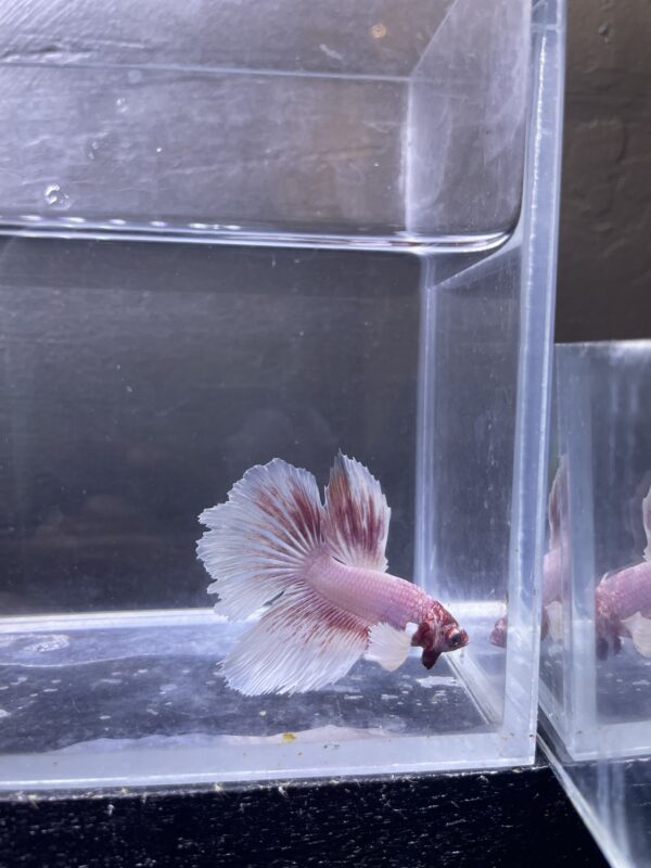 IMG_2835 Halfmoon Dumbo Ear Soft Pink | L | Male