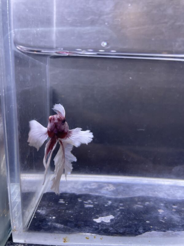 IMG_2848 Halfmoon Dumbo Ear Soft Pink | L | Male