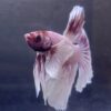 IMG_2853 Halfmoon Dumbo Ear Soft Pink | L | Male