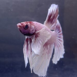 Halfmoon Dumbo Ear Soft Pink | L | Male