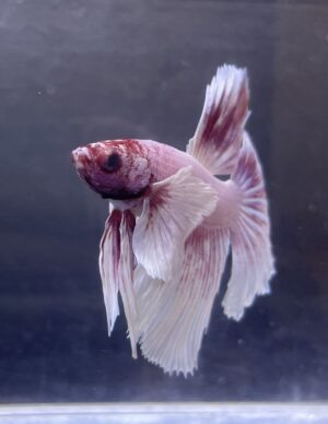 Halfmoon Dumbo Ear Soft Pink | L | Male