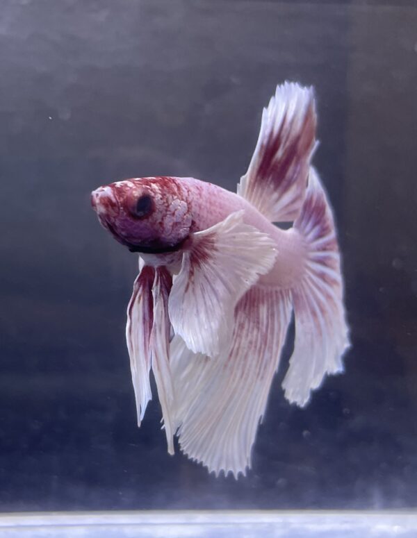 IMG_2853 Halfmoon Dumbo Ear Soft Pink | L | Male