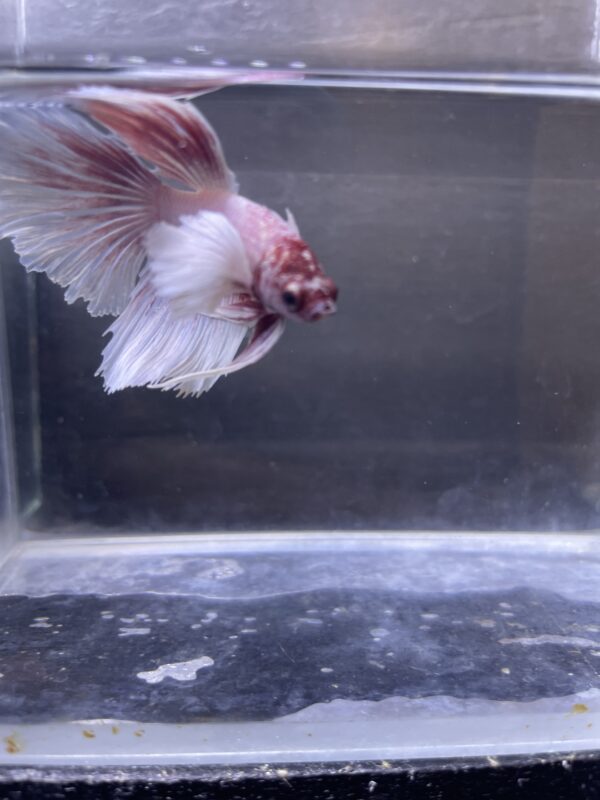 IMG_2857 Halfmoon Dumbo Ear Soft Pink | L | Male